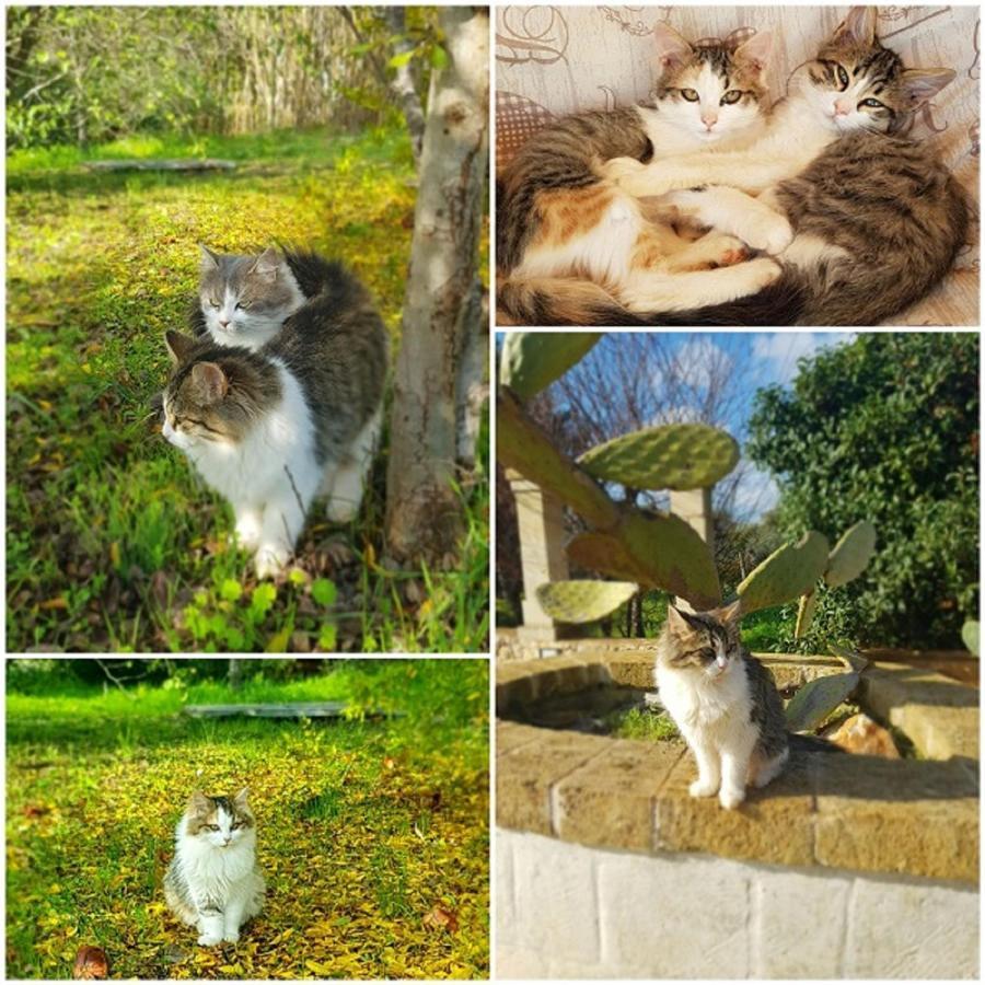 Trulli Aurasia Ostuni Eksteriør bilde