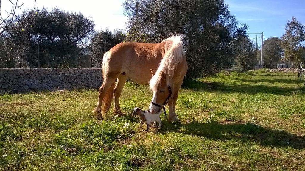 Trulli Aurasia Ostuni Rom bilde