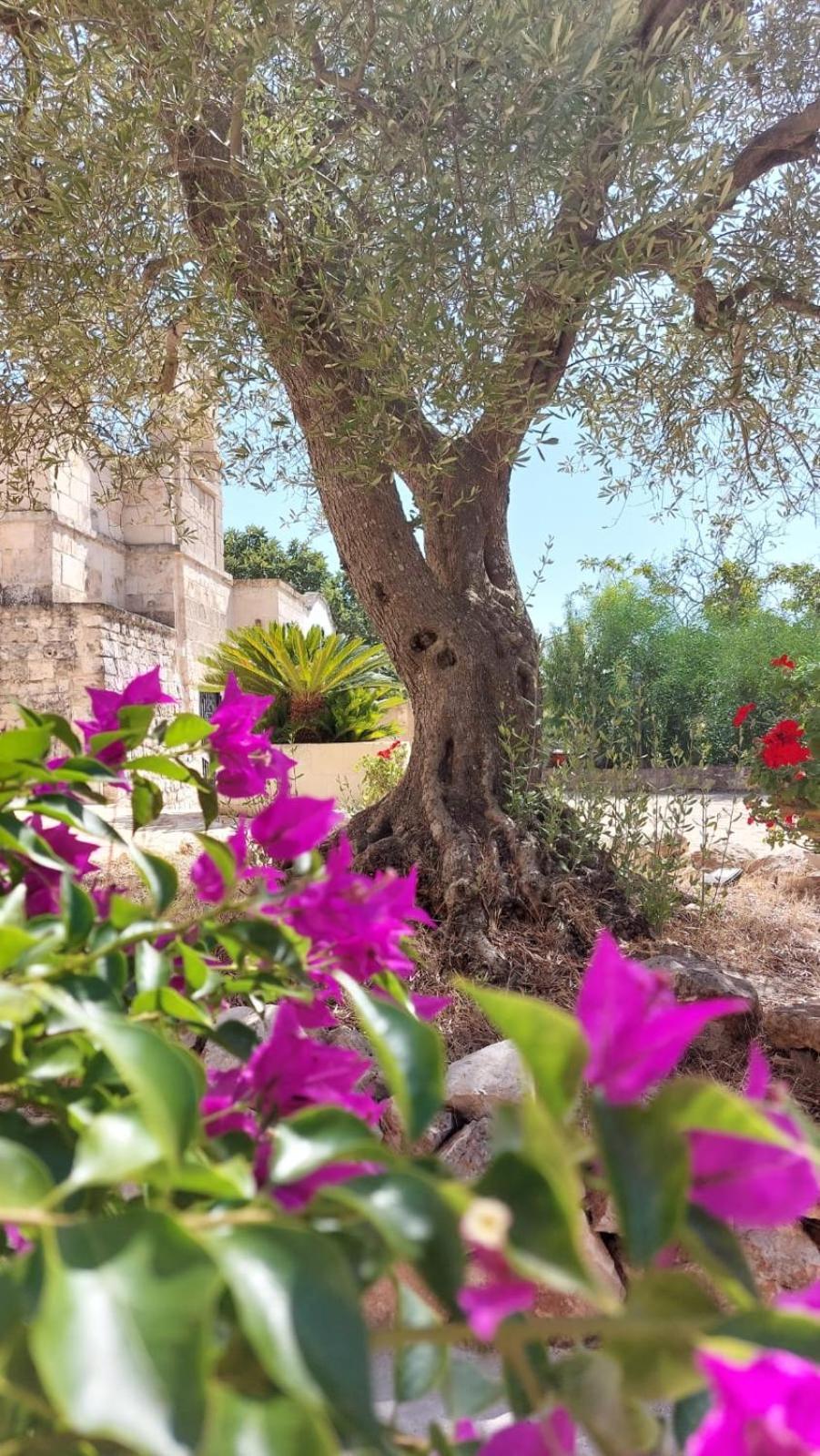Trulli Aurasia Ostuni Eksteriør bilde