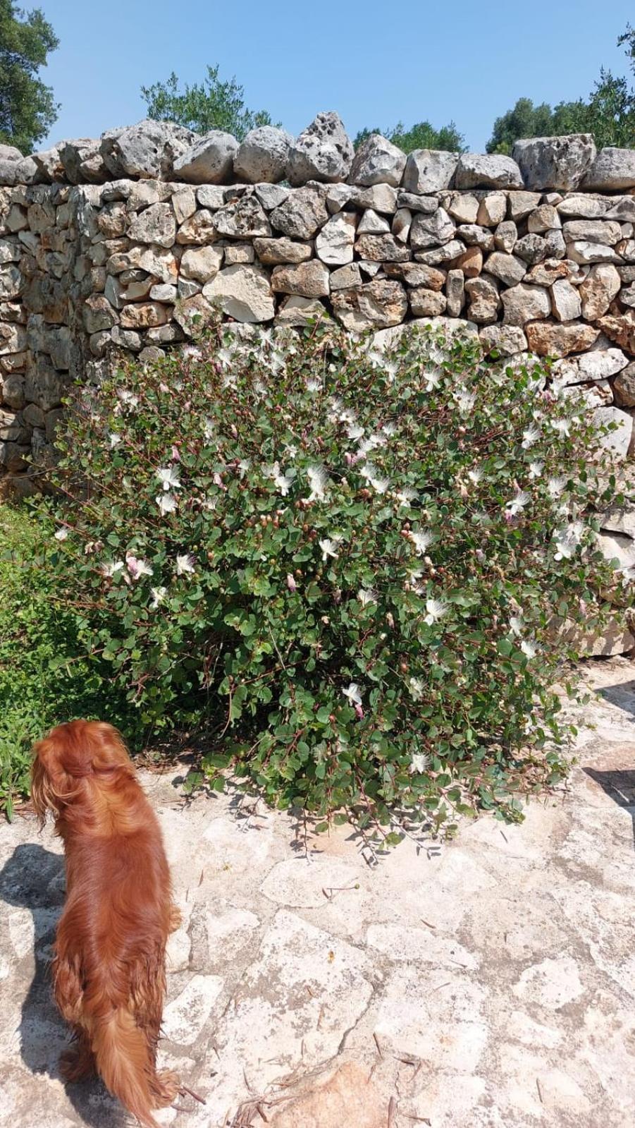 Trulli Aurasia Ostuni Eksteriør bilde