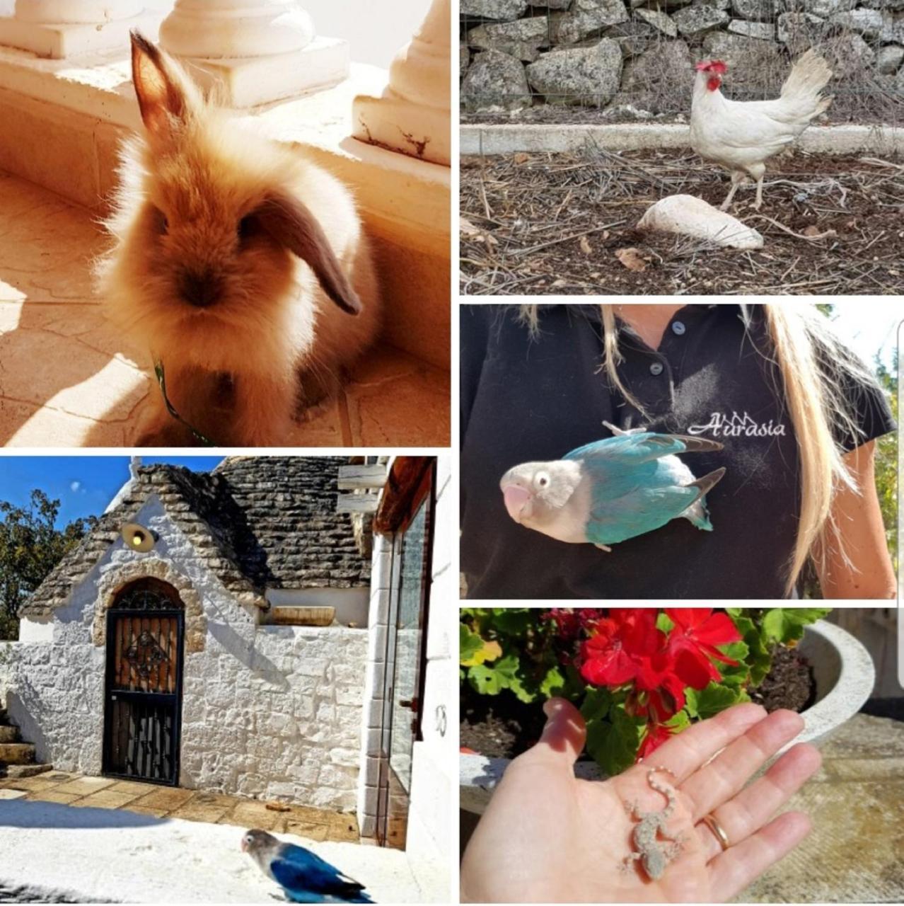 Trulli Aurasia Ostuni Eksteriør bilde